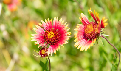 firewheel flower plant outdoor. gaillardia pulchella flower or firewheel. nature gaillardia concept. flowering firewheel plant in nature
