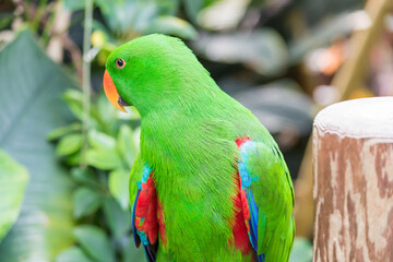 bright green parrot looking away
