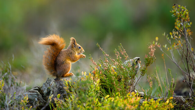Cute Norwegian Red squirrel (Sciurus vulgaris) in forest