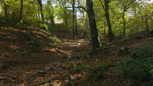 Low slow drone revealing beautiful autumnal british woodland with sun shining through