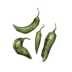 Watercolor drawing of green pepper, isolate. Hand-drawn botanical illustrations on an isolated background. It can be used in printing design, for postcards, wallpaper, fabrics.