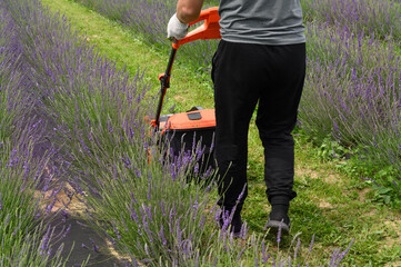 A man mows the grass with an electric lawnmower. Lithium Ion battery powered Electric Lawn mower.