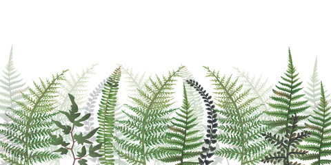 Fern horizontal banner. Vector illustration, border of fern on a white background, cartoon decorative seamless strip for summer and autumn season, design for cosmetics, homedesign, ecology