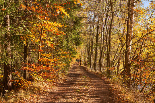 Landscape picture of old forest path or country road in the sunny autumn day with bright and sharp sun light during leaves falling season. Along the road are trees with beautiful and colourful leaves.