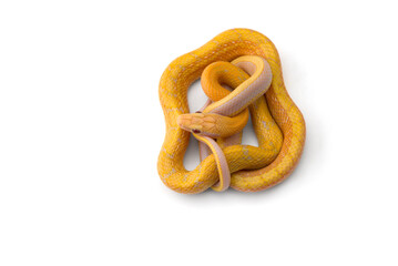 Beauty rat Snake isolated on white background