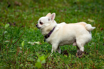 Naklejka na ściany i meble Chihuahua dog playing on a green field.. 