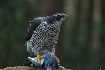 Northern Goshawk with prey