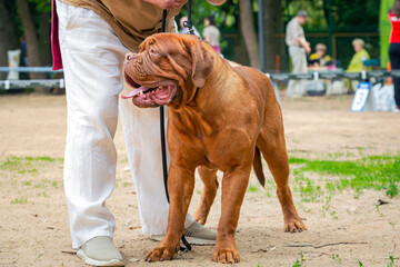Dogue de Bordeaux or French mastiff at a dog show.
