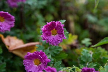 Obraz premium morning autumn flowers