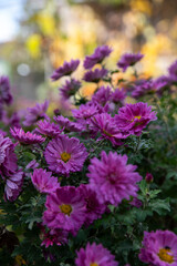 Obraz premium pink autumn flowers in the garden