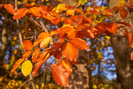 Autumn picture of beautiful multi colored beech branch with gold, yellow and orange leaves during leaves falling season in the sunny, cold and windy November day with bright and sharp sun light.