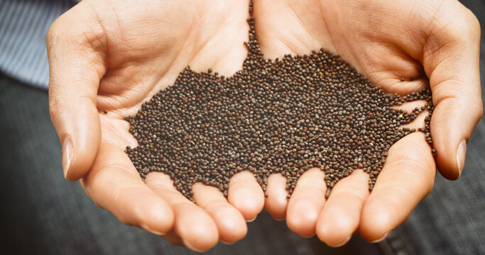 Open hands of a woman holding a lot of mustard seeds. Christian faith concept.