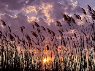 Sunset through reed grass.