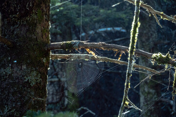 Spider web in the forest.