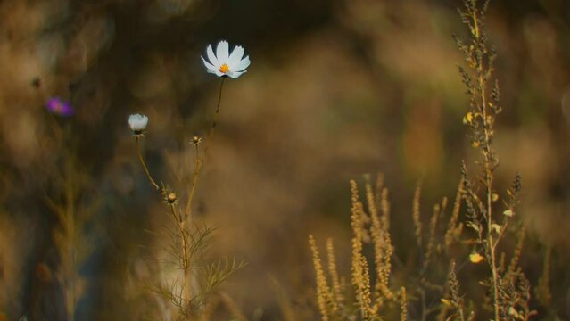 White daisy flower flower sways in the wind shot on vintage lens Helios-40