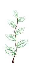Branch Of Tree