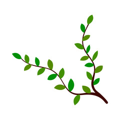Branch Of Tree
