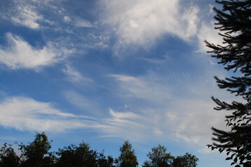 Clouds over the trees. Sunny summer day. High cirrus and low cumulus clouds hang in the light blue sky. The blue sky is visible between them. Tall trees with green leaves grow below.