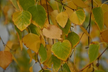 Obraz premium yellow birch leaves close-up