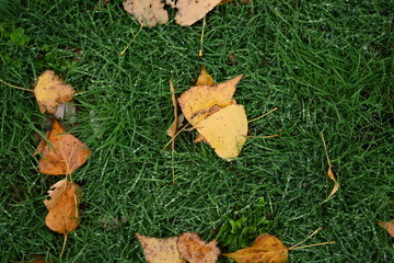 yellow fallen leaves of poplar, yellow brown leaves on a green background 