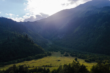Fototapeta premium Cows grazing, big green meadow at sunset, Mazeri, Georgia. Summer day. Mountains, nature landscape. Travel and hiking concept