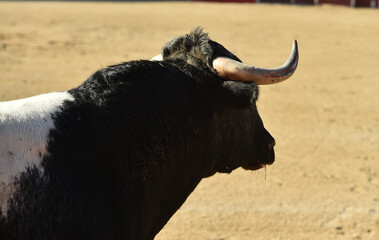 un toro español con grandes cuernos en españa