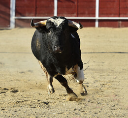 un toro español con grandes cuernos en españa