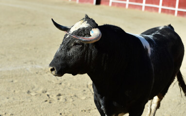 un toro español con grandes cuernos en españa