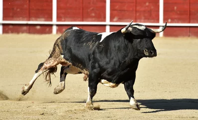 Afwasbaar fotobehang un toro español con grandes cuernos en españa © alberto