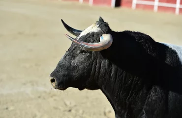 Fotobehang Stierenvechten strong bull with big horns in a traditional spectacle of bullfight on spain  © alberto