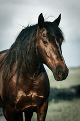 Black Murgese horse with long manes in the field