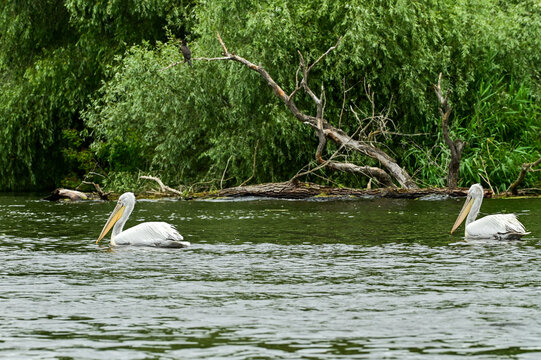 pelicans swimming over water in the Danube in the Danube Delta Biosphere Reserve, Delta Dunarii near Tulcea, Wallachia, Romania, Donaudelta