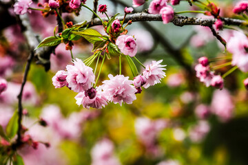Naklejka na ściany i meble Flowers in spring with beautiful bokeh. local focus