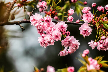 Flowers in spring with beautiful bokeh. local focus