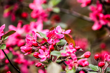 Flowers in spring with beautiful bokeh. local focus