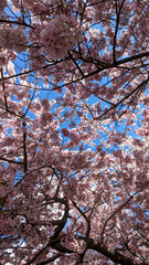 Dense Cherry Blossoms take over the sky at Tidal Basin, Washington DC, USA