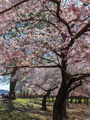 Beautiful Cherry Blossom trees next to each other with grass between them, Washington DC, USA