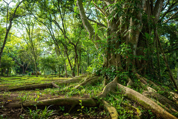 Enchanting Tropical Forest Landscape with Sunlight Filtering Through. Majestic tree roots spread across the verdant forest floor, showcasing nature's intricate beauty.