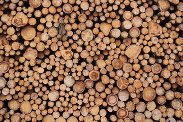 Abstract background picture made from freshly harwested spruce tree wood logs stacked on each other in large pile. Example of sustainable natural and renewable biomass,  material or energy resource.