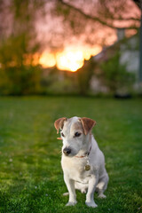 jack russell terrier is laying or sitting in a grass field douring a sunset