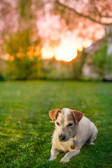 jack russell terrier is laying or sitting in a grass field douring a sunset