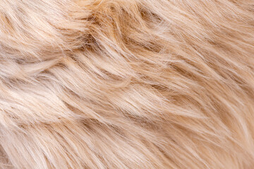 Beige fur texture top view. Brown or beige sheepskin background. Fur pattern. Texture of brown...