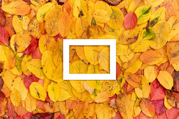 Thick white rectangular horizontal hollow frame on yellow autumn leaves