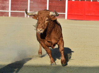 un toro español con grandes cuernos en españa - 674089109