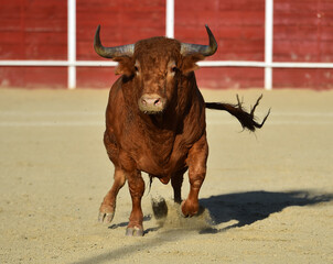 un toro español con grandes cuernos en españa