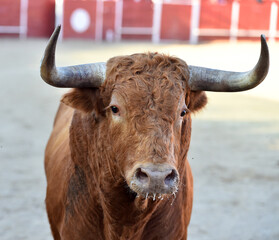 un toro español con grandes cuernos en españa