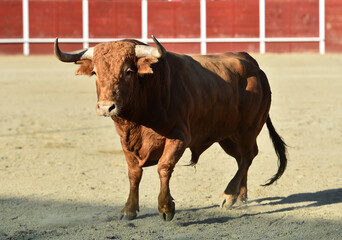 un toro bravo  español con grandes cuernos en un espectaculo taurino en españa
