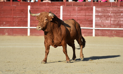 un toro bravo  español con grandes cuernos en un espectaculo taurino en españa
