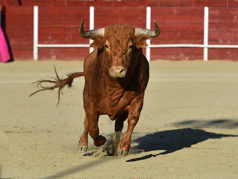 un toro bravo  espa&ntilde;ol con grandes cuernos en un espectaculo taurino en espa&ntilde;a