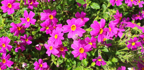 Panorama of pink flowers primula vulgaris.